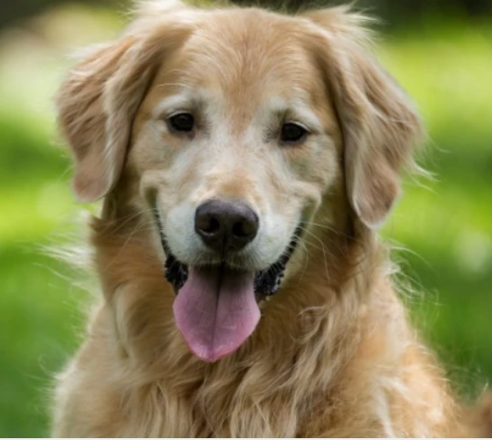 Ein Bild von meinem Hund